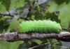 martináč čínský (Motýli), Antheraea pernyi (Lepidoptera)
